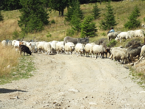 09.08.2012 14:39:57 - Munții Călimani - Rumänien 2012 - Rumänien-Fotos