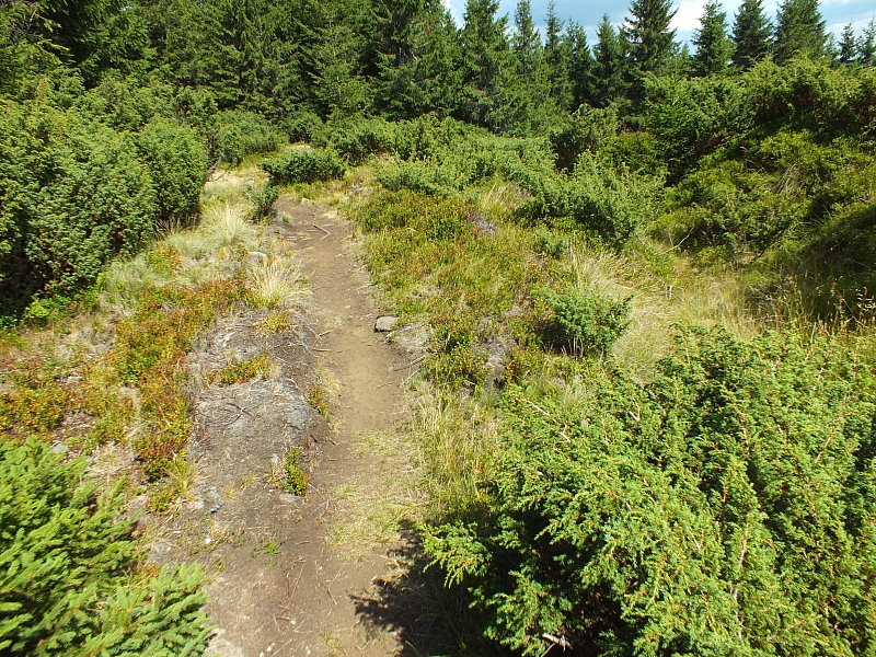 09.08.2012 14:01:58 - Munții Călimani - Rumänien 2012 - Rumänien-Fotos