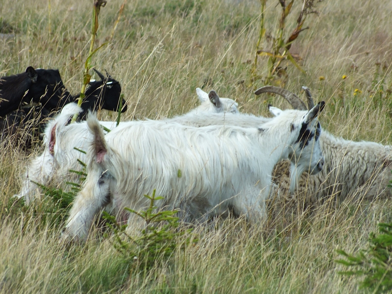 09.08.2012 14:44:04 - Munții Călimani - Rumänien 2012 - Rumänien-Fotos