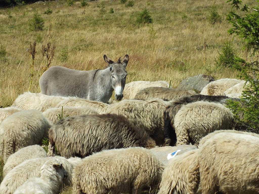09.08.2012 14:40:22 - Munții Călimani - Rumänien 2012 - Rumänien-Fotos