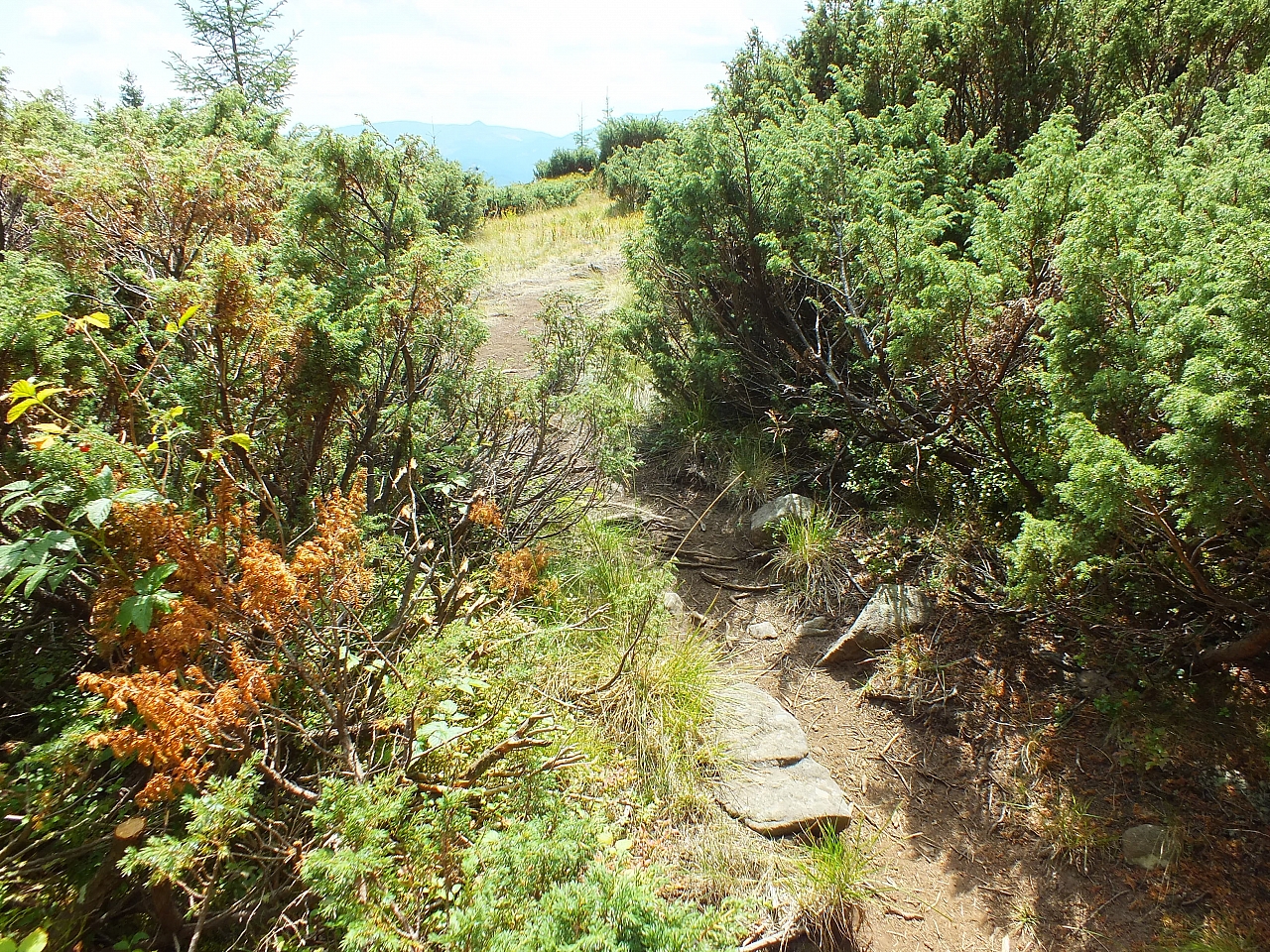 09.08.2012 12:45:38 - Munții Călimani - Rumänien 2012 - Rumänien-Fotos