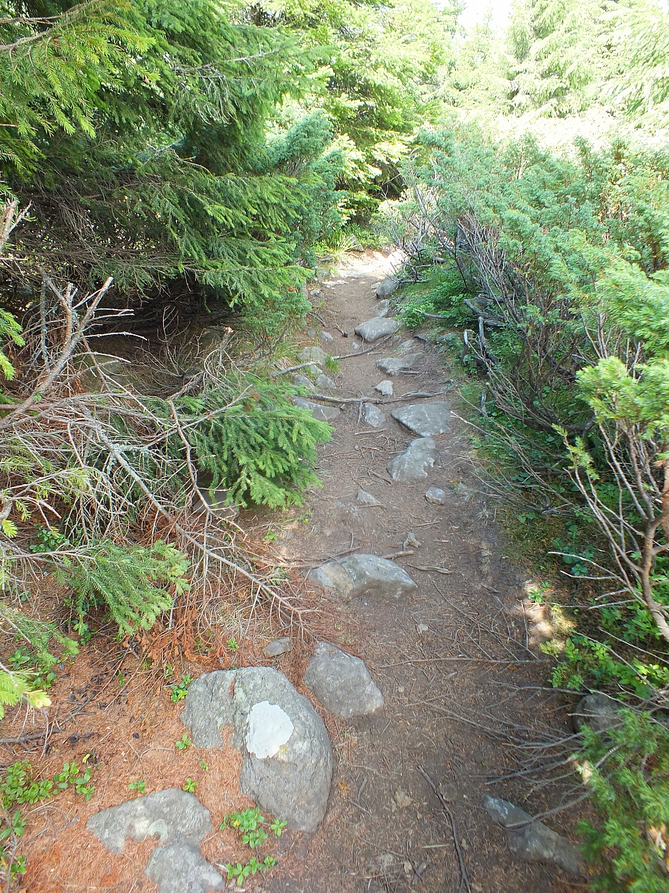 09.08.2012 13:57:24 - Munții Călimani - Rumänien 2012 - Rumänien-Fotos