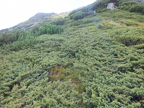 11.08.2012 15:03:35 - Munții Călimani - Rumänien 2012 - Rumänien-Fotos