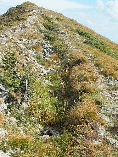 11.08.2012 16:55:23 - Munții Călimani - Rumänien 2012 - Rumänien-Fotos