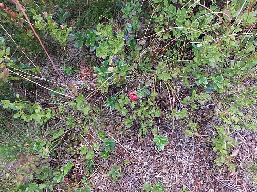 11.08.2012 17:23:46 - Munții Călimani - Rumänien 2012 - Rumänien-Fotos