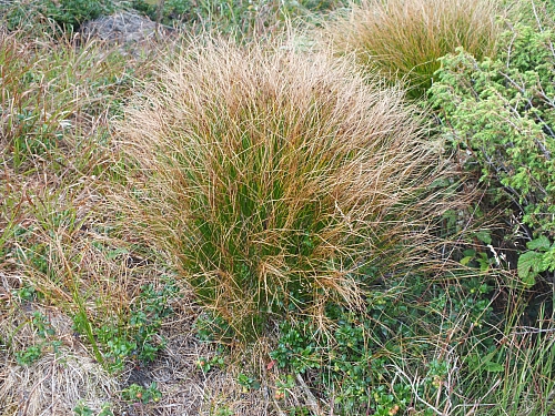 11.08.2012 17:30:54 - Munții Călimani - Rumänien 2012 - Rumänien-Fotos