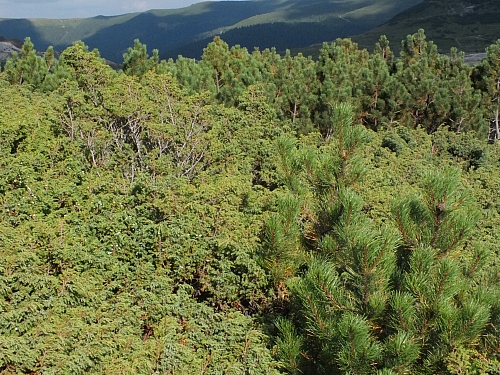 11.08.2012 17:34:43 - Munții Călimani - Rumänien 2012 - Rumänien-Fotos