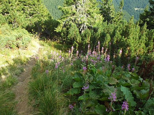 11.08.2012 17:45:04 - Munții Călimani - Rumänien 2012 - Rumänien-Fotos