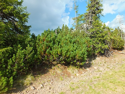 11.08.2012 17:58:16 - Munții Călimani - Rumänien 2012 - Rumänien-Fotos