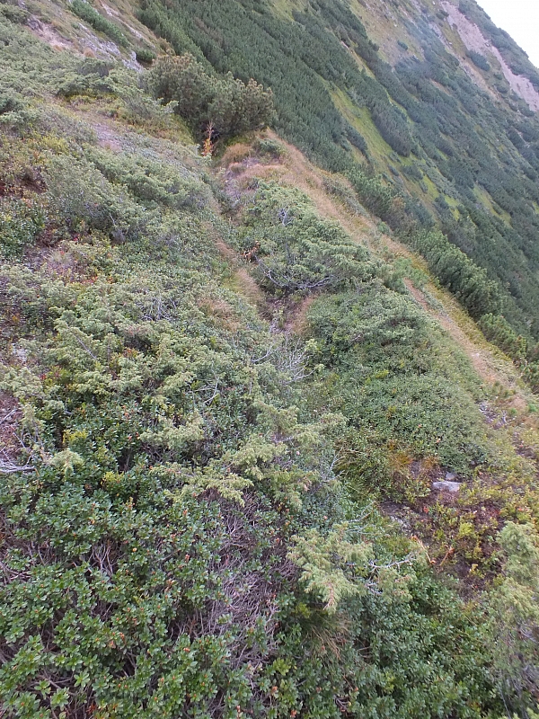 11.08.2012 17:23:12 - Munții Călimani - Rumänien 2012 - Rumänien-Fotos