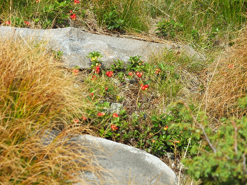 11.08.2012 17:25:05 - Munții Călimani - Rumänien 2012 - Rumänien-Fotos