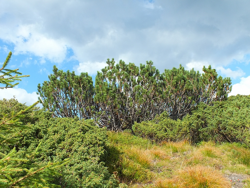 11.08.2012 17:25:22 - Munții Călimani - Rumänien 2012 - Rumänien-Fotos