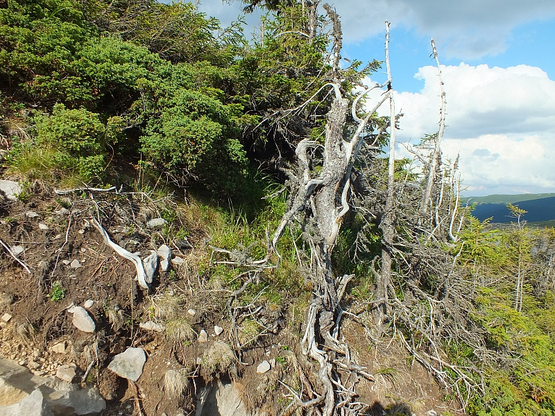 11.08.2012 17:29:13 - Munții Călimani - Rumänien 2012 - Rumänien-Fotos