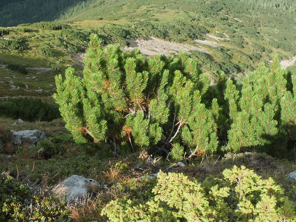 11.08.2012 16:57:47 - Munții Călimani - Rumänien 2012 - Rumänien-Fotos