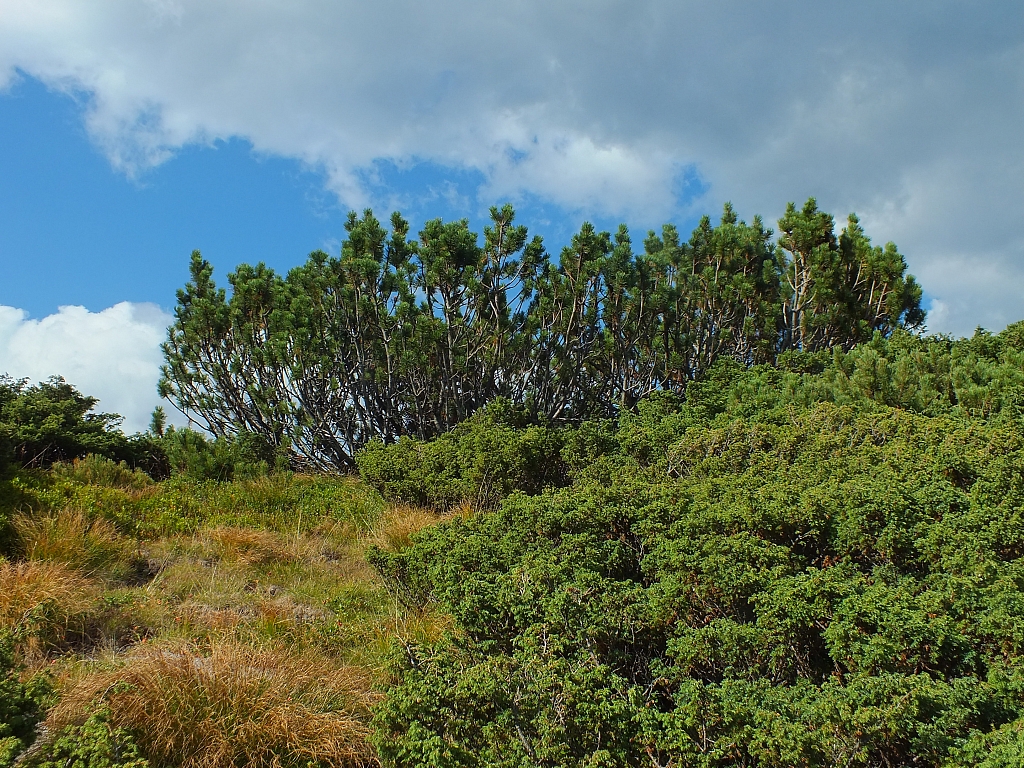 11.08.2012 17:25:36 - Munții Călimani - Rumänien 2012 - Rumänien-Fotos