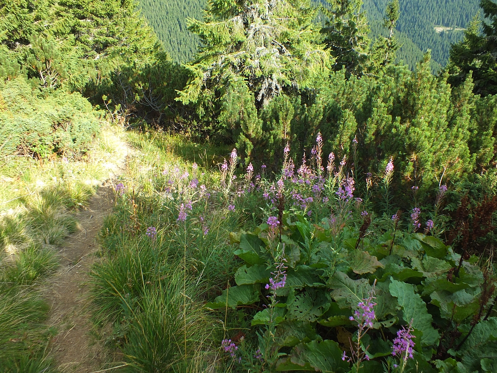 11.08.2012 17:45:04 - Munții Călimani - Rumänien 2012 - Rumänien-Fotos