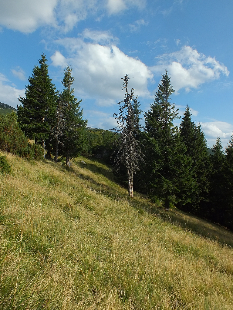 11.08.2012 17:58:04 - Munții Călimani - Rumänien 2012 - Rumänien-Fotos