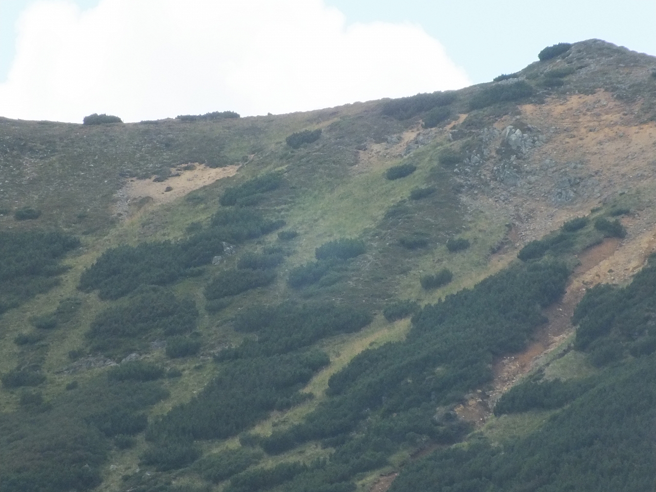 11.08.2012 13:30:12 - Munții Călimani - Rumänien 2012 - Rumänien-Fotos