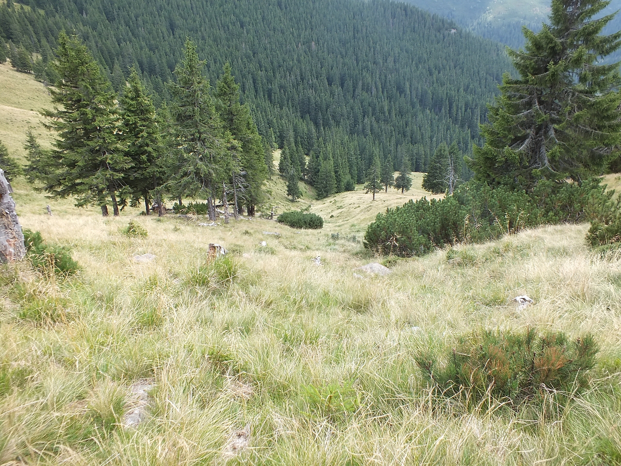 11.08.2012 14:25:57 - Munții Călimani - Rumänien 2012 - Rumänien-Fotos