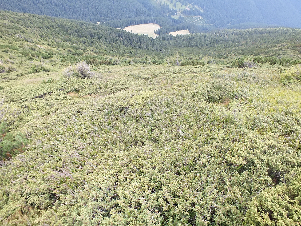 11.08.2012 15:03:15 - Munții Călimani - Rumänien 2012 - Rumänien-Fotos