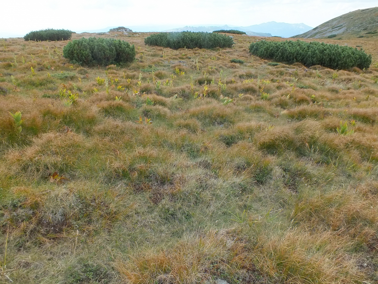 11.08.2012 15:45:21 - Munții Călimani - Rumänien 2012 - Rumänien-Fotos