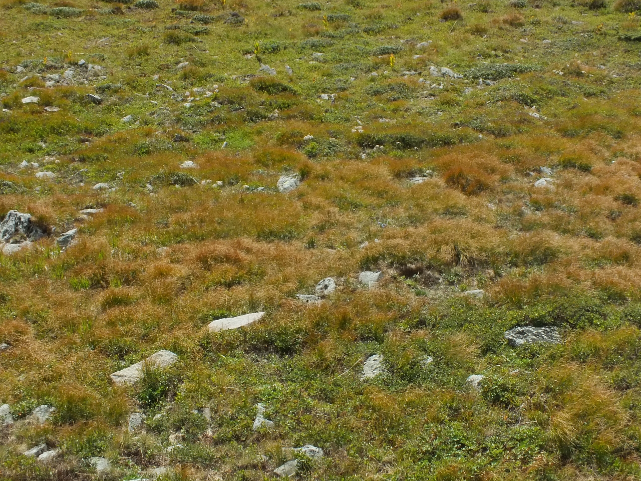 11.08.2012 16:55:45 - Munții Călimani - Rumänien 2012 - Rumänien-Fotos