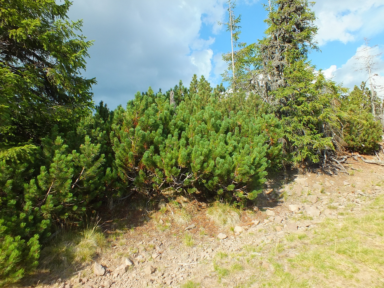 11.08.2012 17:58:16 - Munții Călimani - Rumänien 2012 - Rumänien-Fotos